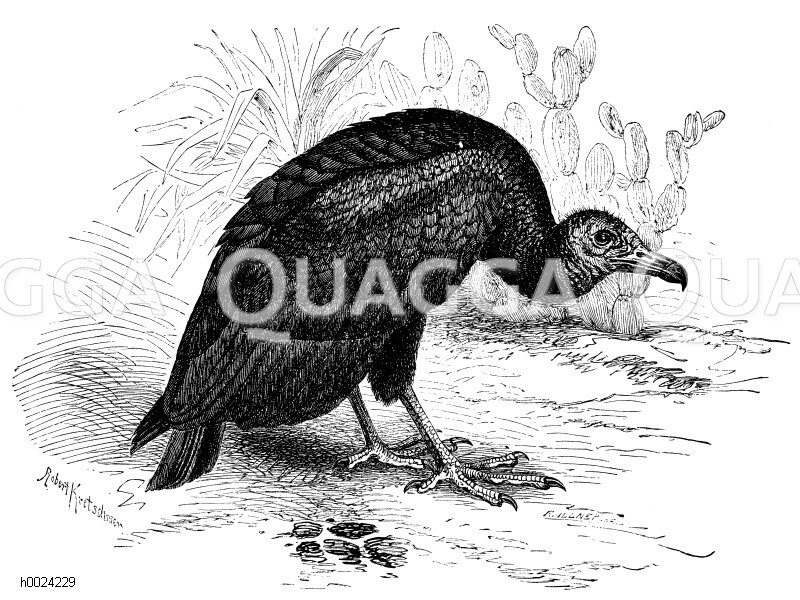 Urubu Quagga Illustrations