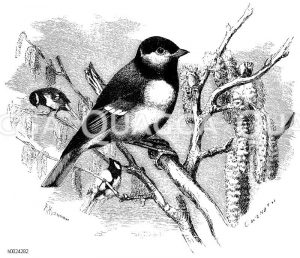 Finkmeise oder Kohlmeise [Digital]