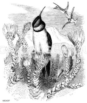 Chimborazovogel [Digital]