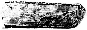 Denkmäler des Eiszeitalters, Steinzeitalters, Bronzezeitalters und Eisenzeitalters. Aus den Pfahlbauten im Bodensee [Digital]