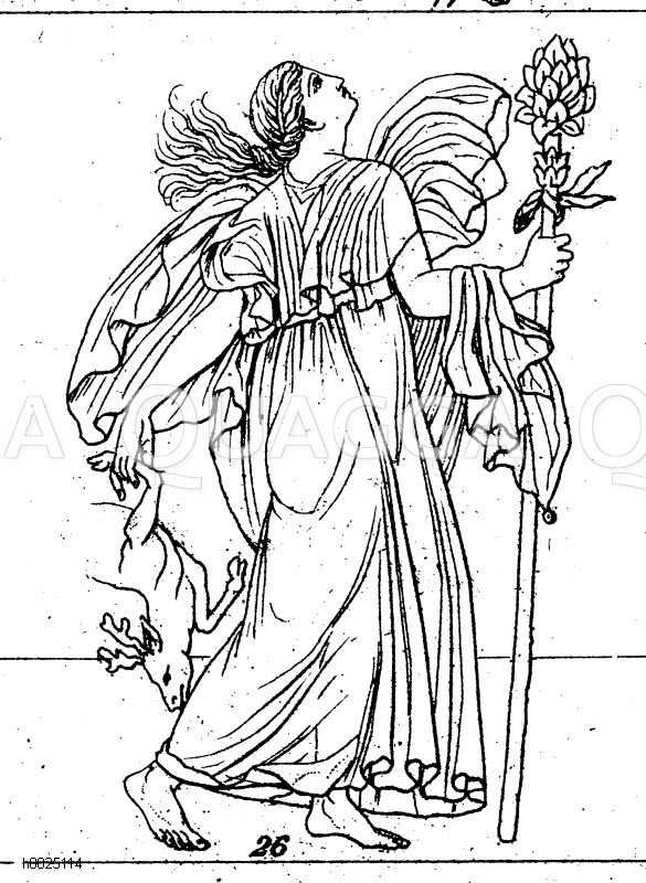 Bacchantin Quagga Illustrations