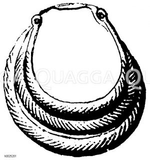 Altitalien und Etrurien, Denkmal der späteren Bronzeperiode und Eisenperiode: Ohrring [Digital]