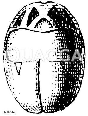 Ägypten: Amulett [Digital]