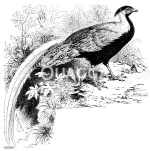 Silberfasan [Digital]