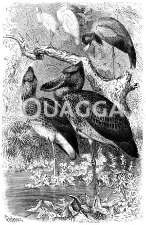 Schuhschnabel [Digital]