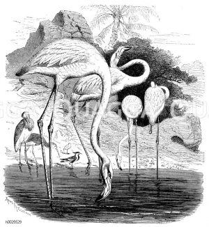 Flamingo [Digital]