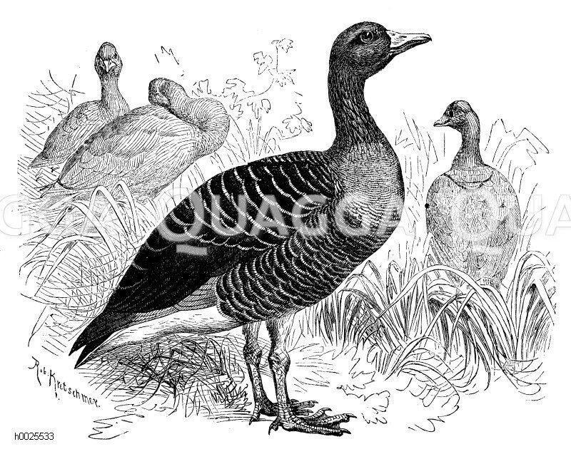 Wildgans oder Graugans [Digital]