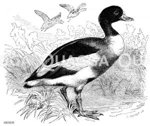 Enten