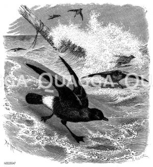 Sturmschwalbe [Digital]