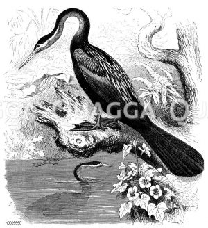Schlangenhalsvogel [Digital]
