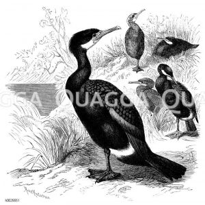 Kormoran [Digital]