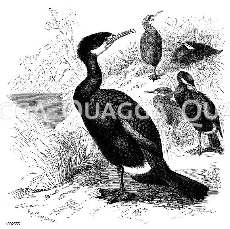 Kormoran [Digital]