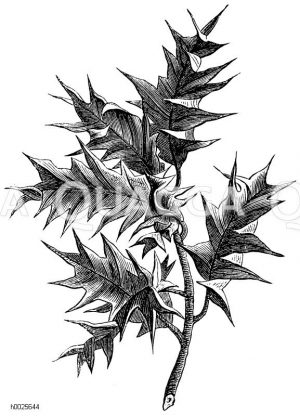 Stechpalme [Digital]