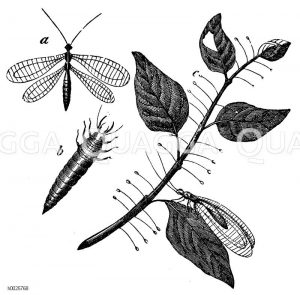 Florfliege. b Larve. c Eier. [Digital]