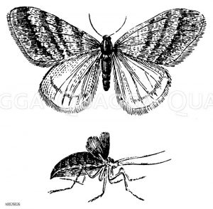 Frostspanner. Männchen und Weibchen [Digital]