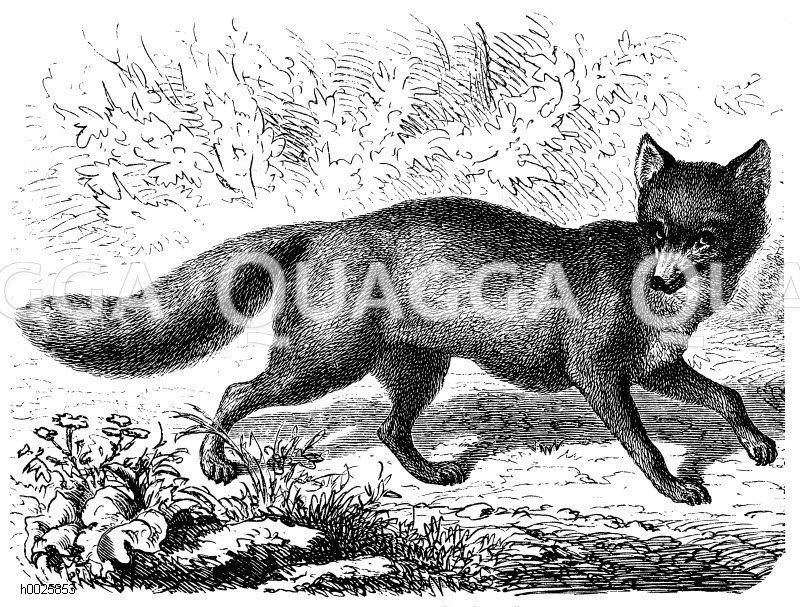 Fuchs [Digital]
