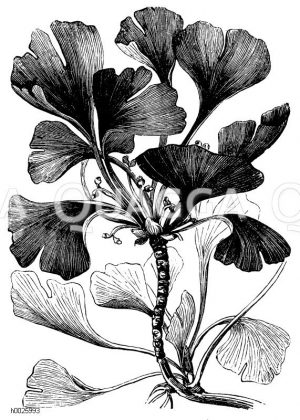 Ginkgo, Ginko [Digital]