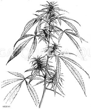 Cannabaceae - Hanfgewächse