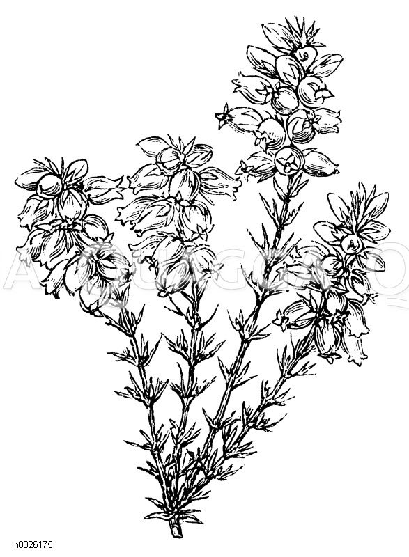 Heidekraut Quagga Illustrations