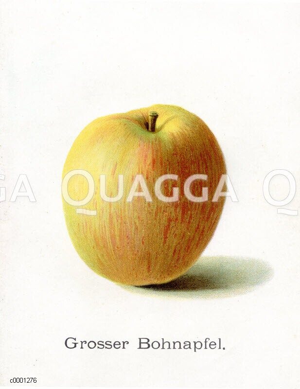 Apfel