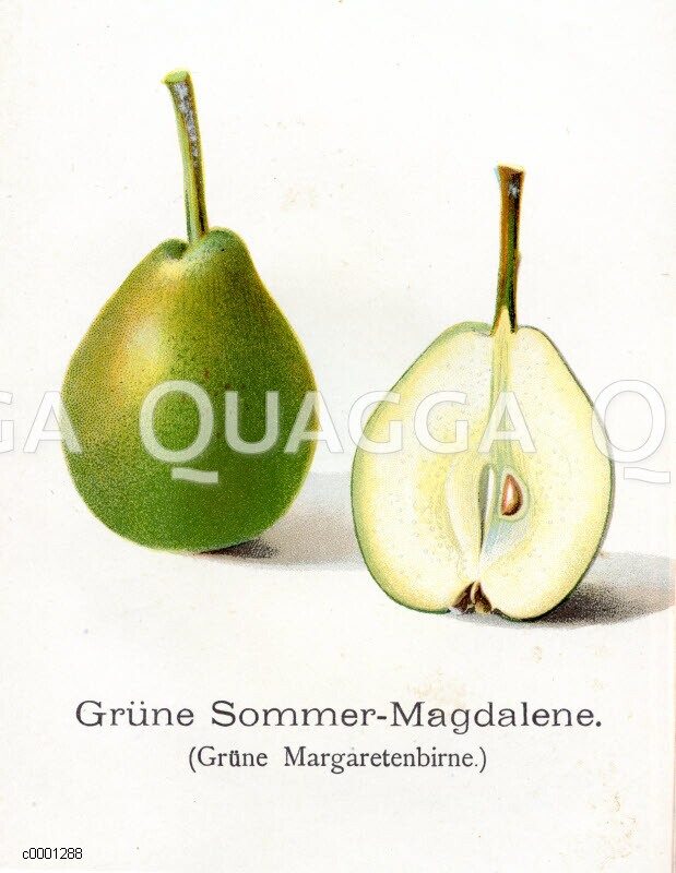 Birne