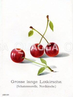 Kirsche