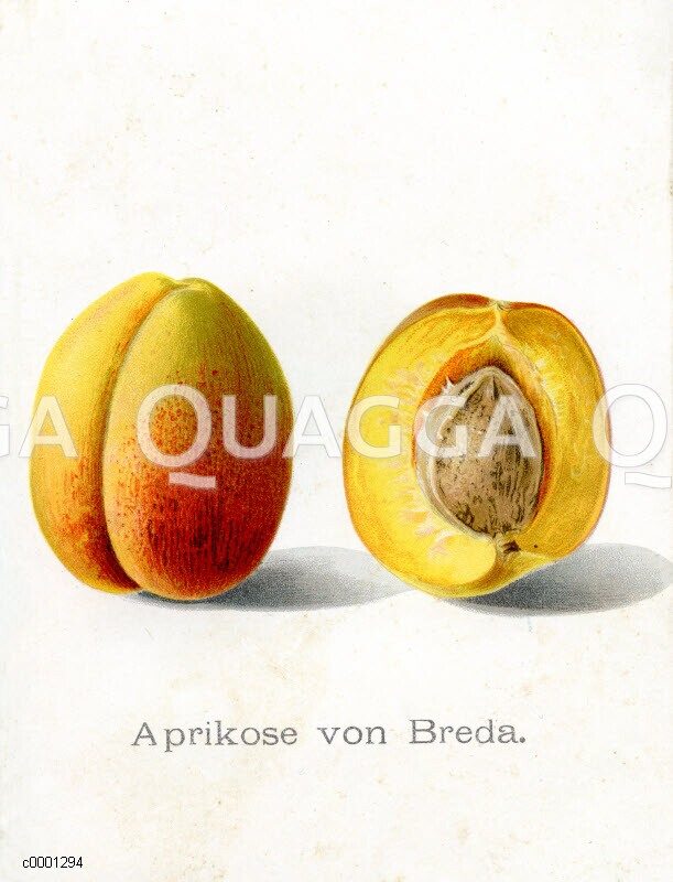 Aprikose, Aprikosensorte: Aprikose von Breda - Quagga Illustrations