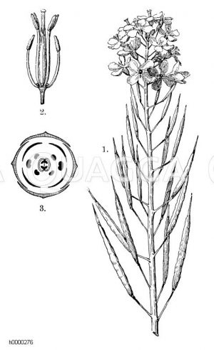 Raps mit Blüte und Blütendiagramm Zeichnung/Illustration