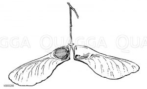 Spitzahorn: Frucht Zeichnung/Illustration