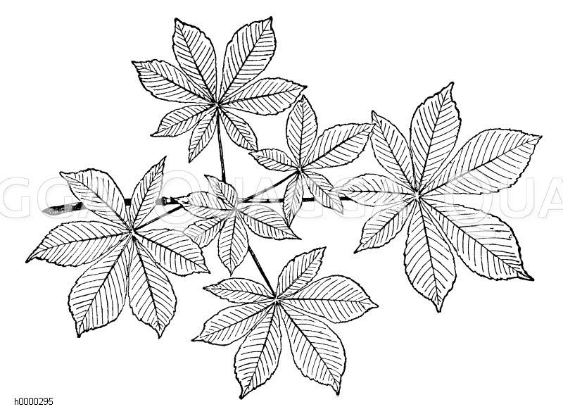 Rosskastanie: Zweig mit Blättern Zeichnung/Illustration
