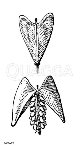 Hirtentäschelkraut: Schote Zeichnung/Illustration