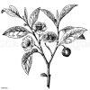 Chinesischer Teestrauch Zeichnung/Illustration