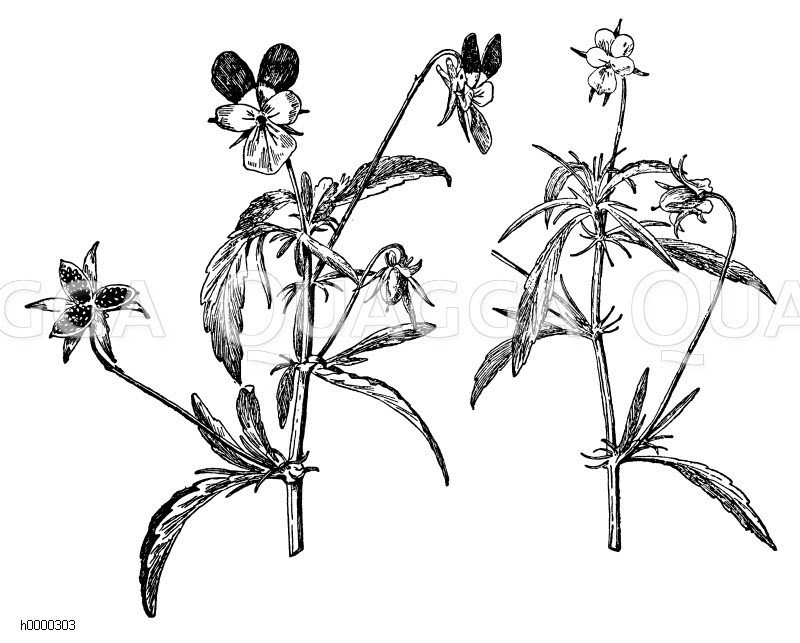 Stiefmütterchen