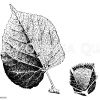 Milbenhäuschen auf Lindenblattunterseite und einzelnes Häuschen (rechts) Zeichnung/Illustration