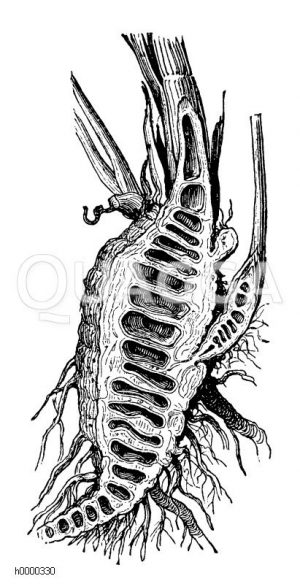 Wasserschierling: Längsschnitt durch den Wurzelstock Zeichnung/Illustration