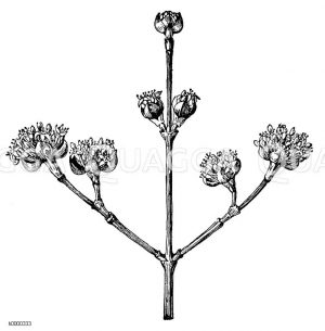 Kornelkirsche: Zweig mit Blüten Zeichnung/Illustration