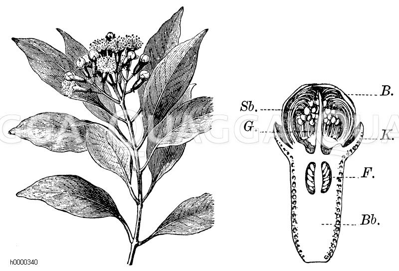 Gewürznelkenbaum Zweig Quagga Illustrations