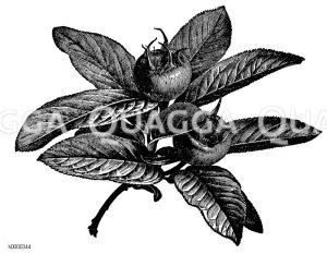 Mispel: Zweig mit Früchten Zeichnung/Illustration