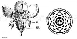 Süßkirsche: Blüte und Blütendiagramm