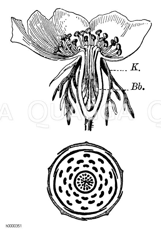 Hundsrose: Blüte und Blütendiagramm