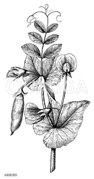 Erbse: blühender und fruchttragender Zweig Zeichnung/Illustration