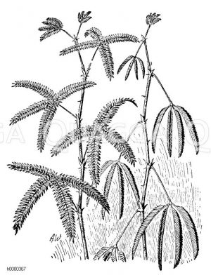 Mimose