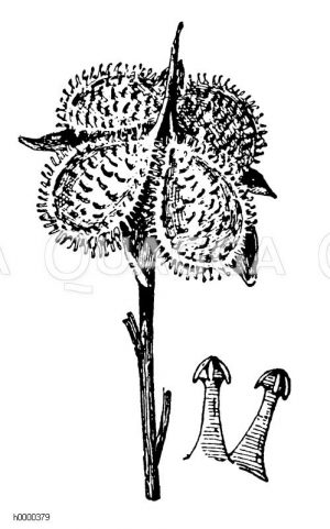 Hundszunge: Frucht  in 4 Teilfrüchte zerfallen