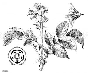 Kartoffelzweig mit halbierter Blüte und Blütengrundriss Zeichnung/Illustration