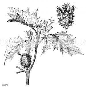 Stechapfel: Zweig und aufgesprungene Frucht Zeichnung/Illustration