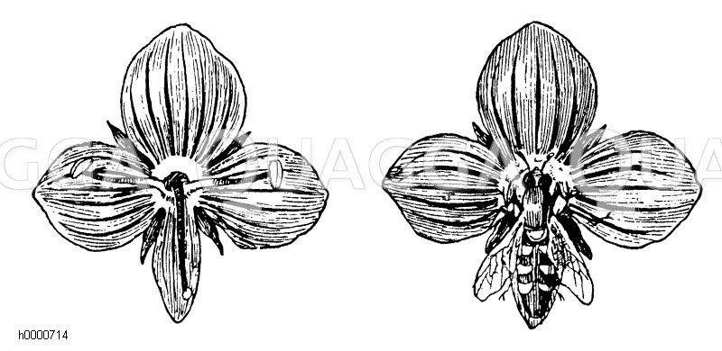 Gamander-Ehrenpreis: Blüten Zeichnung/Illustration