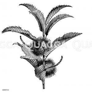 Edelkastanie: Zweig mit jungen Früchten und vertrockneten Staubkätzchen Zeichnung/Illustration