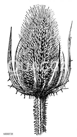 Kardendistel: Fruchtstand Zeichnung/Illustration