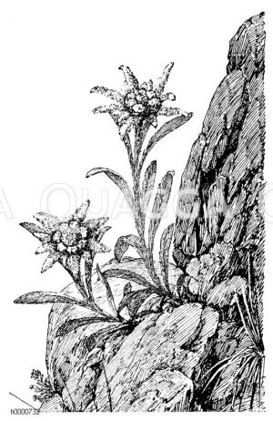 Edelweiss Zeichnung/Illustration