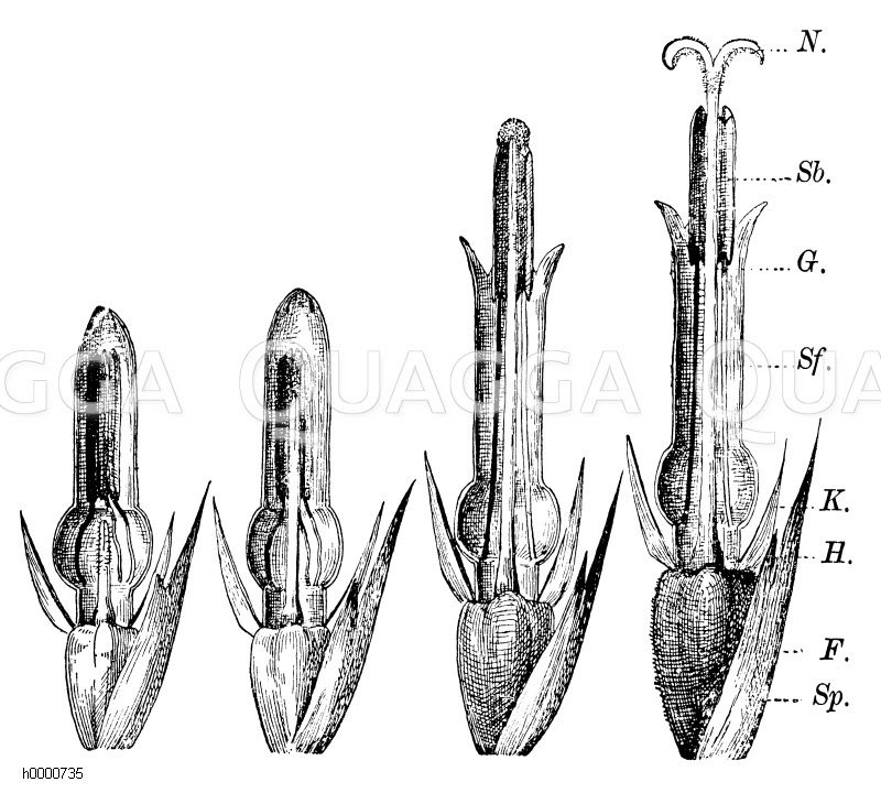 Helianthus annuus - Sonnenblume: Entwicklung der Röhrenblüte. Sp. Spreublatt
